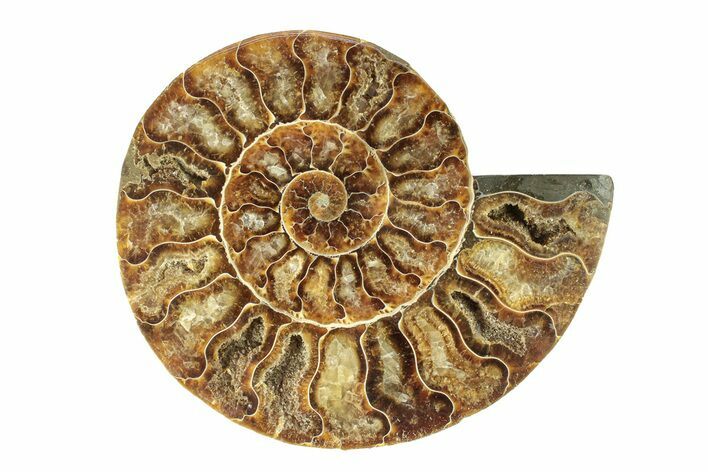 Cut & Polished Ammonite Fossil (Half) - Madagascar #270335